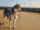 Etalon Husky Sibérien LOF noir et blanc disponible pour saillie.
