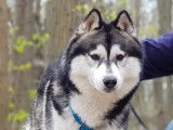 Etalon Husky Sibérien LOF noir et blanc disponible pour saillie.