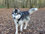 Etalon Husky Sibérien LOF noir et blanc disponible pour saillie.