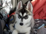 Etalon Husky Sibérien LOF noir et blanc disponible pour saillie.