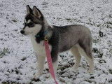 Etalon Husky Sibérien LOF noir et blanc disponible pour saillie.