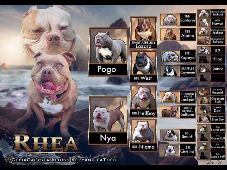 Chiot de race American Bully mâle à vendre