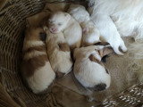Mes enfants !!!! 4 males, 2 femelles