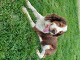 De race Springer Anglais disponible pour saillie
