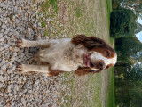 De race Springer Anglais disponible pour saillie