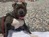 De race American Staffordshire Terrier disponible pour saillie