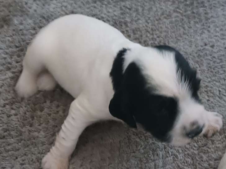 Chiots Springer Anglais à vendre