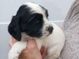 Chiots Springer Anglais à vendre
