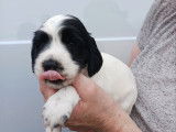 Chiots Springer Anglais à vendre