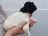Chiots Springer Anglais à vendre