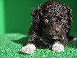 Chiots de race Lagotto Romagnolo à vendre (2 femelles & 3 mâles)