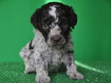 Chiots de race Lagotto Romagnolo à vendre (2 femelles & 3 mâles)
