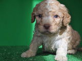Chiots de race Lagotto Romagnolo à vendre (2 femelles & 3 mâles)