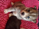 Chiot Husky Sibériens à vendre