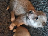 Chiot Husky Sibériens à vendre