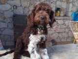 Chiots Lagotto Romagnolo à vendre