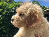 Chiots Lagotto Romagnolo à vendre