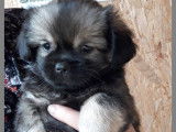 Adorable petite femelle Épagneul Tibétain LOF