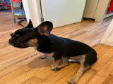 Mâle Bouledogue Français black tan pour saillie