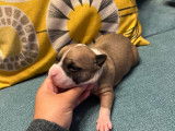 Chiots Amtaff LOF à vendre