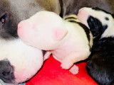 Chiots Amtaff LOF à vendre