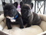 Chiots Bouledogues Français à réserver