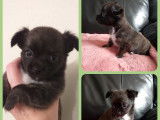 Chiots Chihuahuas non LOF à vendre