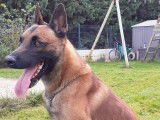 Berger Belge Malinois disponible pour saillie