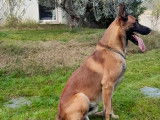 Berger Belge Malinois disponible pour saillie