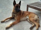 Berger Belge Malinois disponible pour saillie
