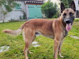 Berger Belge Malinois disponible pour saillie