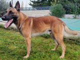 Berger Belge Malinois disponible pour saillie