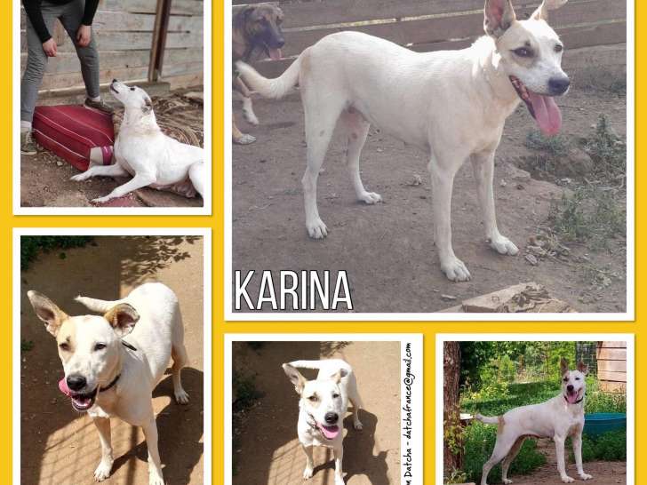 Karina, chienne croisée de type berger à adopter