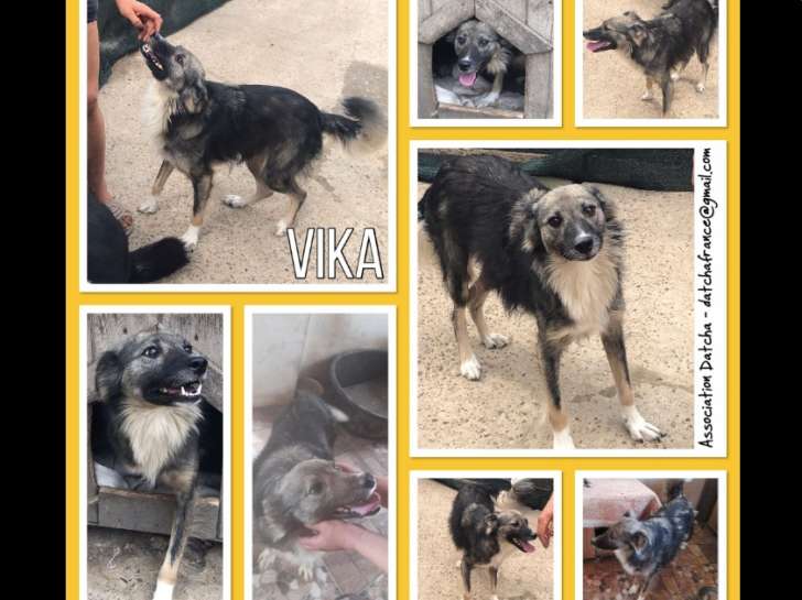 Vika, chienne croisée de type berger à adopter