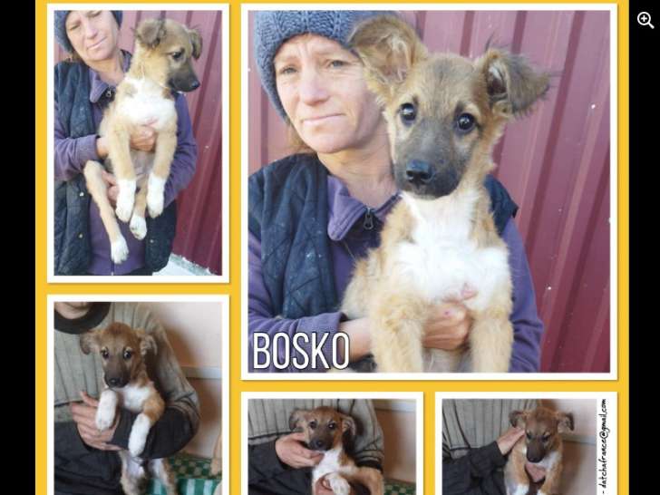 Bosko, chiot croisé de type berger à adopter