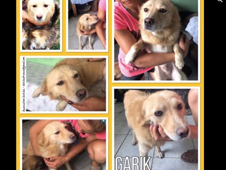 Garik, chien croisé de type berger à adopter