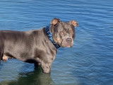 De race American Bully disponible pour saillie