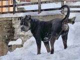 De race American Bully disponible pour saillie