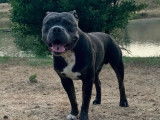 De race American Bully disponible pour saillie