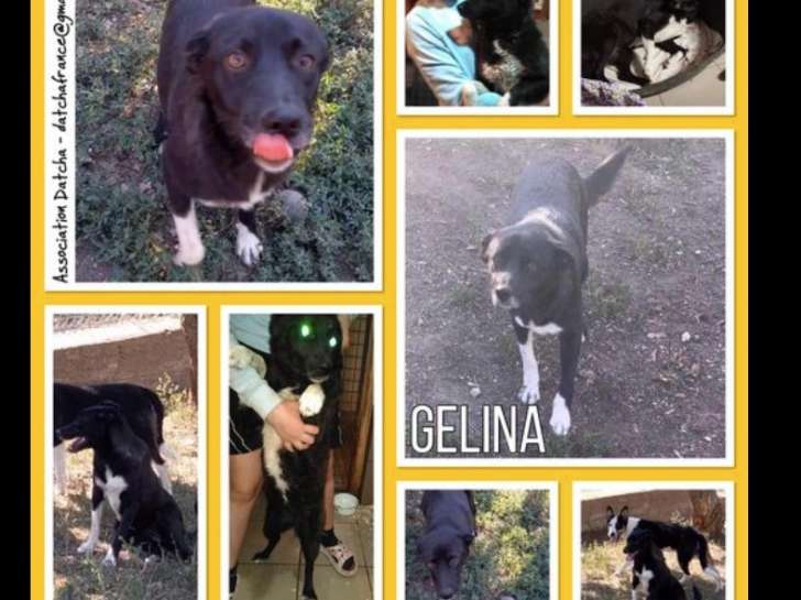 Gelina, chienne croisée de type berger à adopter