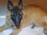 Chiot mâle Tervueren de lignée beauté disponible immédiatement