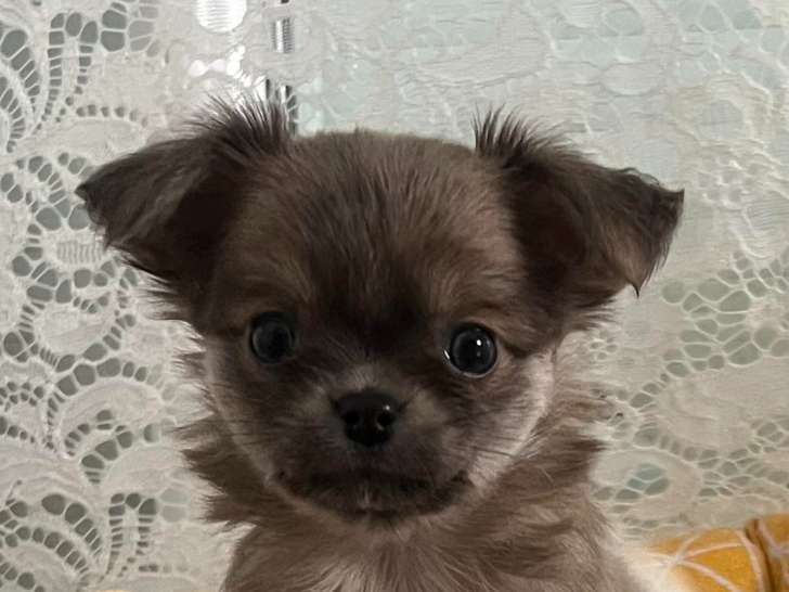 Chiot Chihuahua LOF
