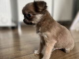 Chiot Chihuahua LOF