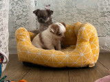 Chiot Chihuahua LOF