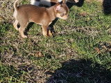 Chiot Chihuahua chocolat de pure race à vendre