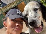 Mâle Setter Anglais disponible pour saillie