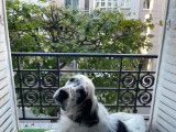 Mâle Setter Anglais disponible pour saillie