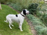 Mâle Setter Anglais disponible pour saillie