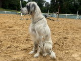 Mâle Setter Anglais disponible pour saillie