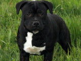 Staffordshire Bull Terrier